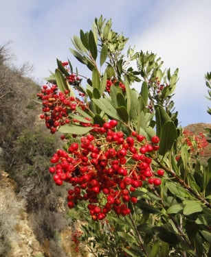 Toyon, 'Heteromeles arbutifolia'