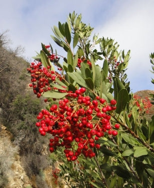 Toyon, 'Heteromeles Arbutifolia'