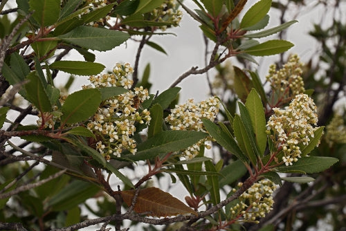 Toyon, 'Heteromeles arbutifolia'