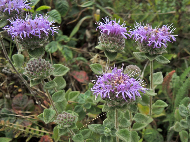 Coyote Mint, Monardella villosa