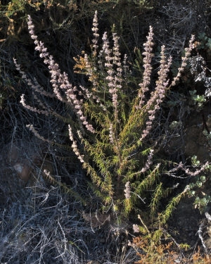 Woolly Bluecurls, 'Trichostema lanatum’