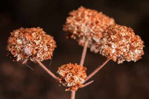 California Buckwheat, 'Eriogonum Fasciculatum'