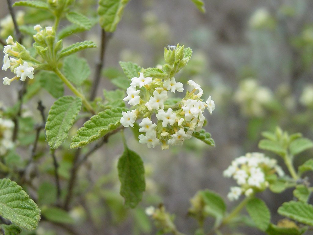 Mexican Oregano