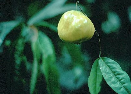 Guayabilla / Sundrop