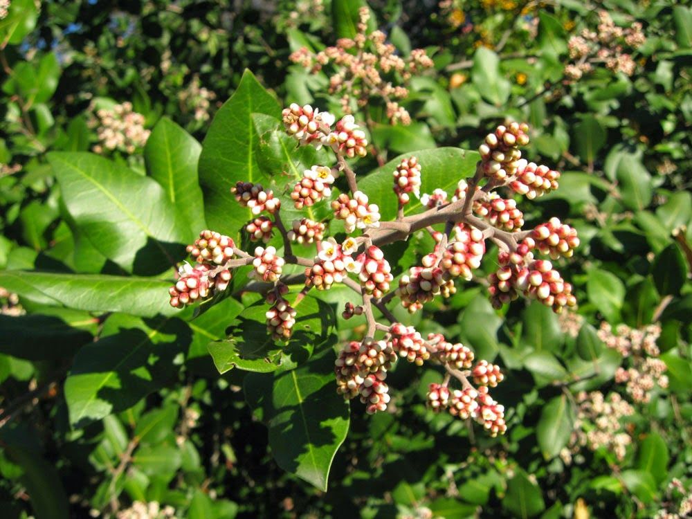 Lemonade Berry, 'Rhus integrifolia'