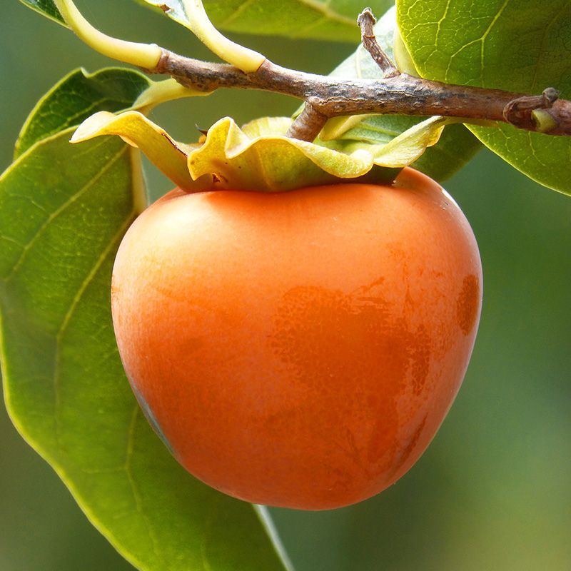 Persimmon, Hachiya