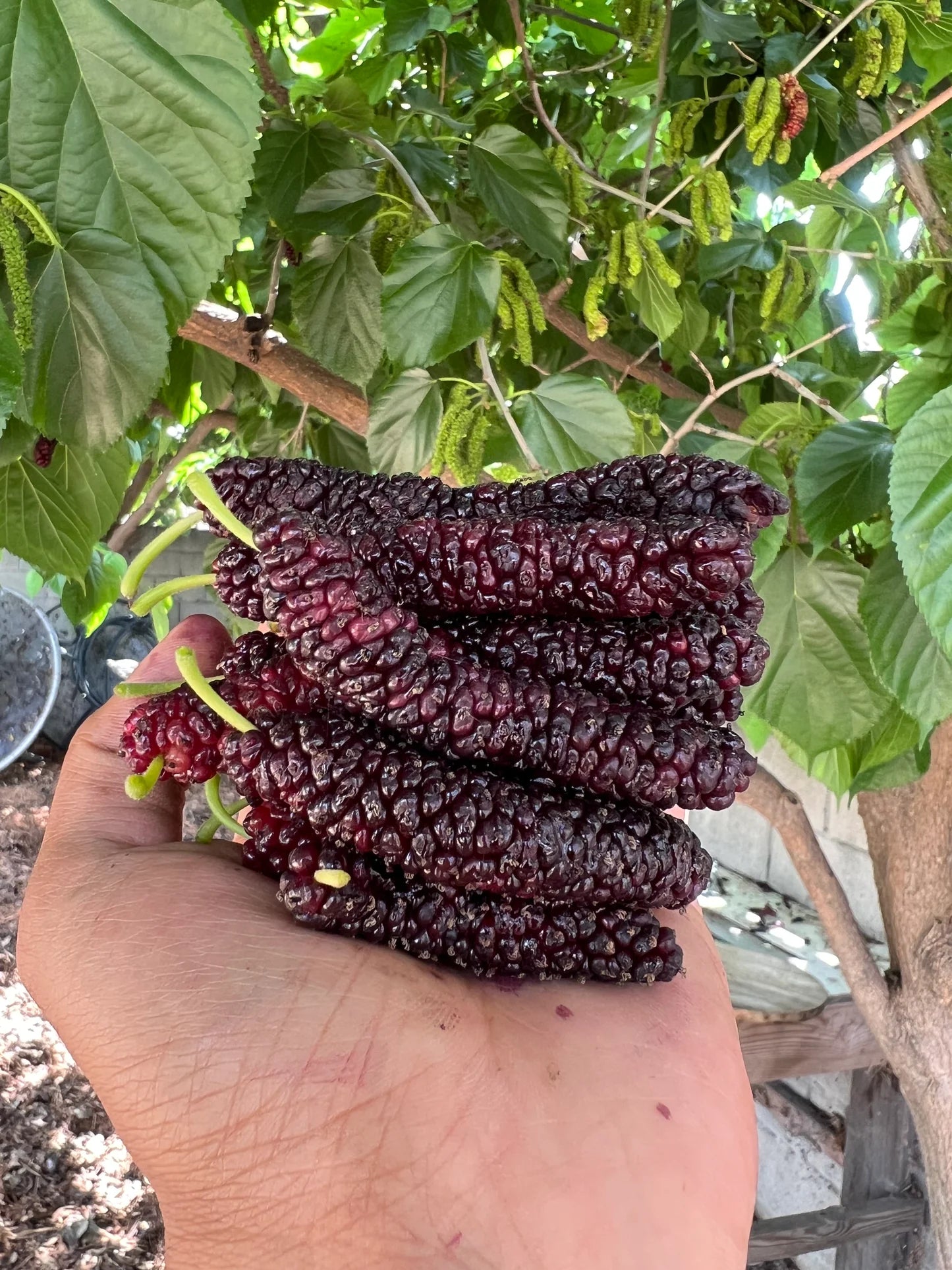 Mulberry, Pakistani Black (bareroot) PICKUP ONLY after January 15