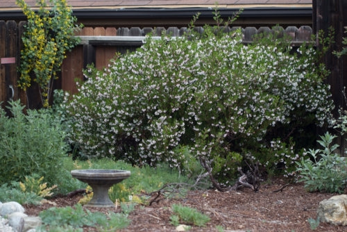 Howard McMinn Manzanita, Arctostaphylos densiflora 'Howard McMinn'