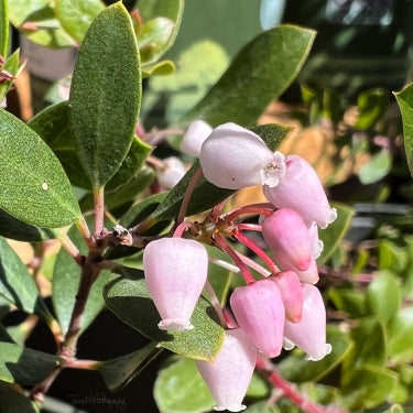 Howard McMinn Manzanita, Arctostaphylos densiflora 'Howard McMinn'