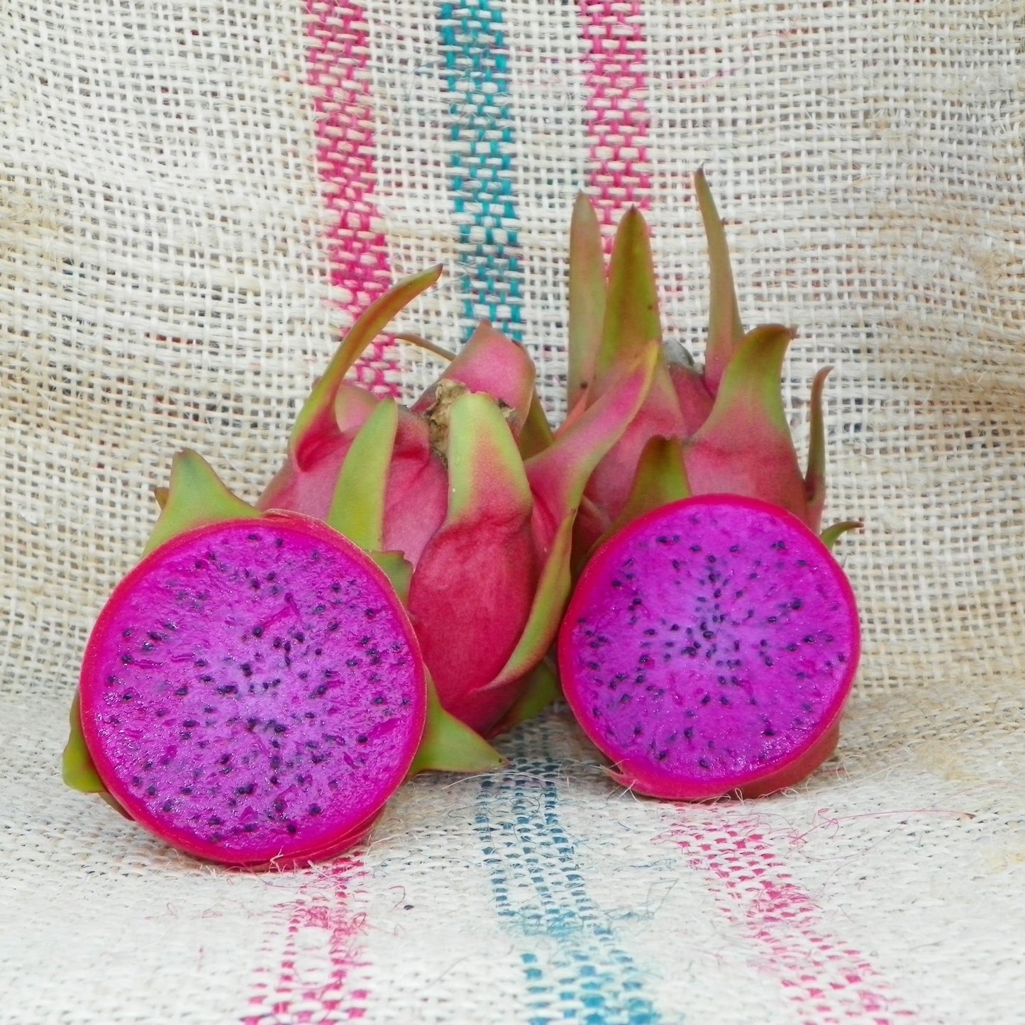 Dragonfruit, Halley's Comet