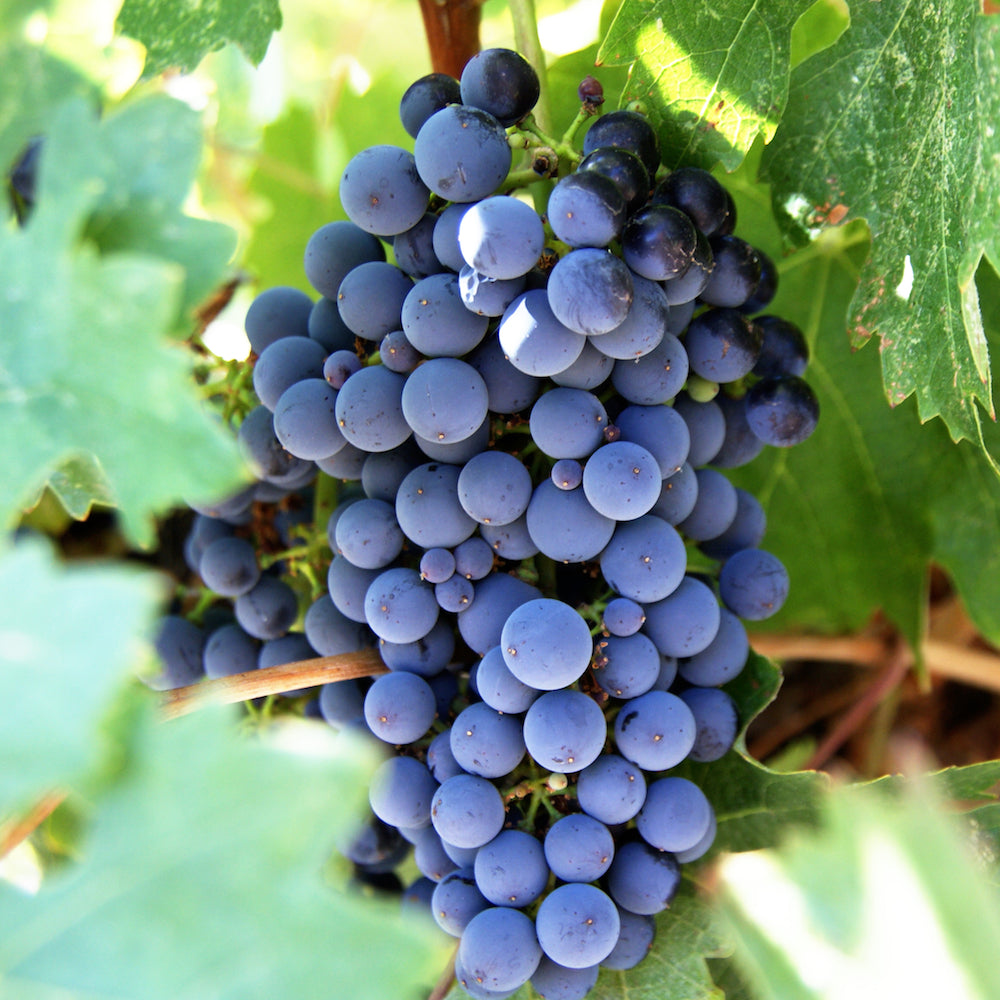 Grape, Heavenly Blue