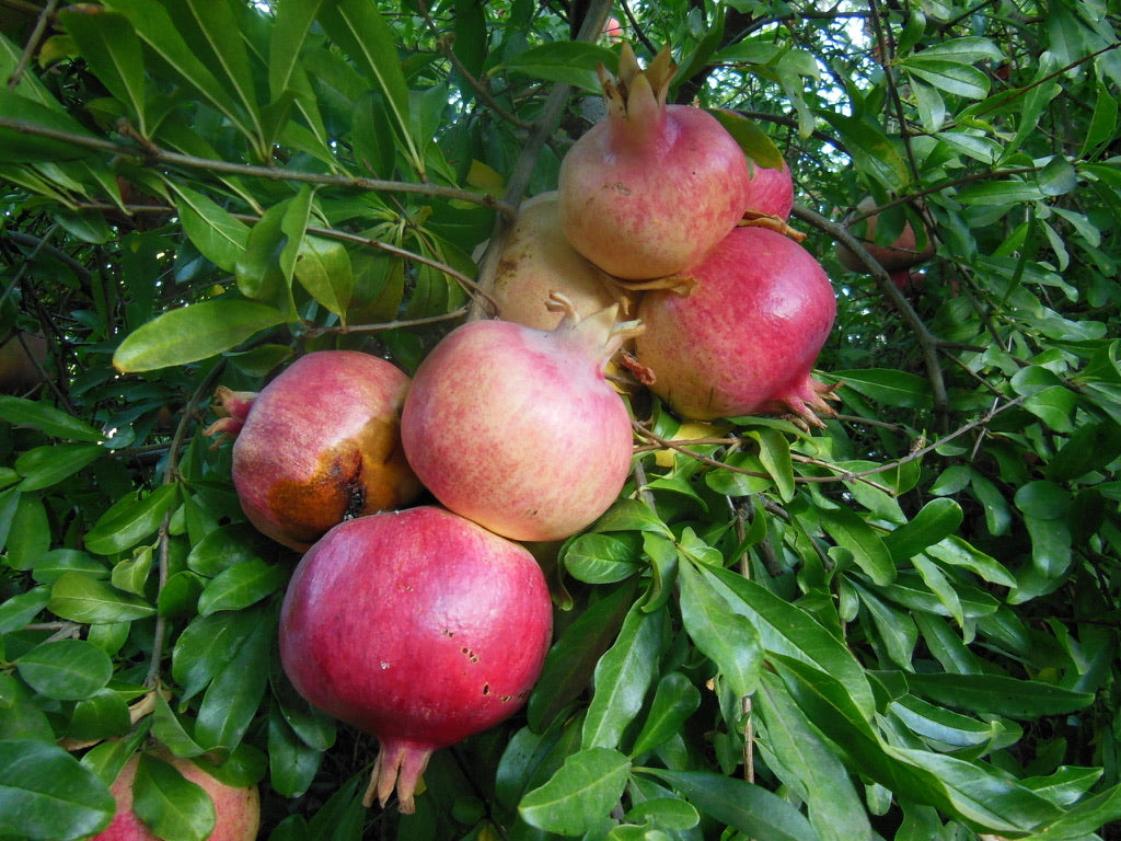 Pomegranate, Nana’s Menifee