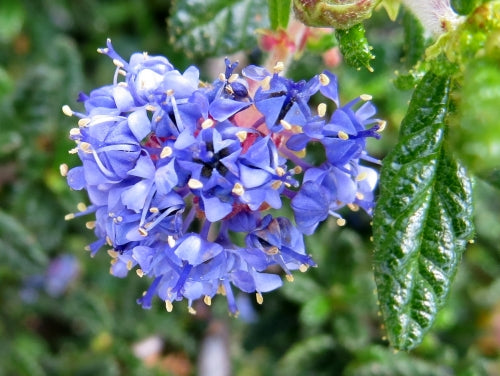 Ceanothus, 'Concha'