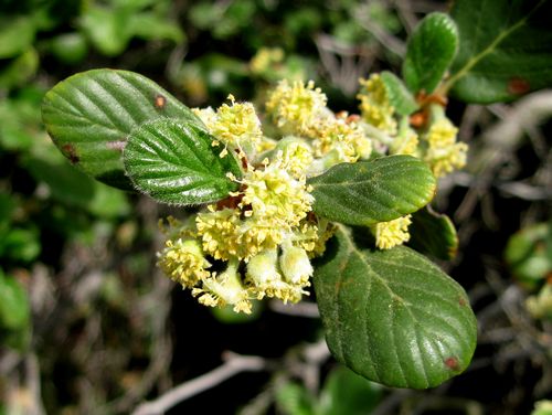 Mountain Mahogany, 'Cercocarpus Betuloides'