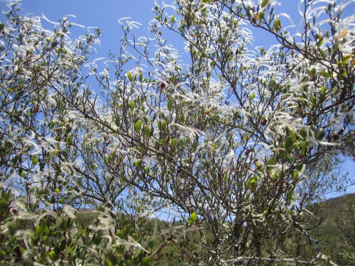 Mountain Mahogany, 'Cercocarpus Betuloides'