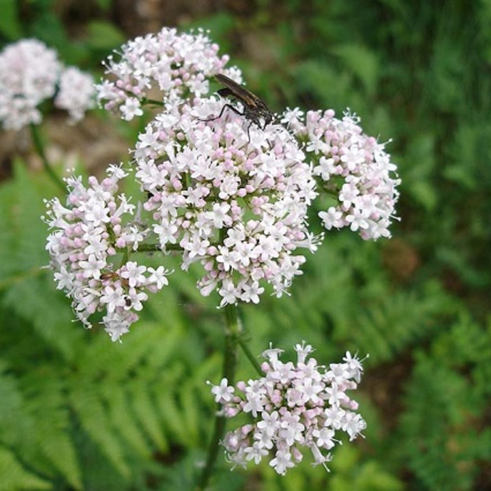 Valerian