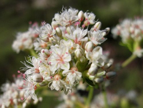 California Buckwheat, 'Eriogonum Fasciculatum'