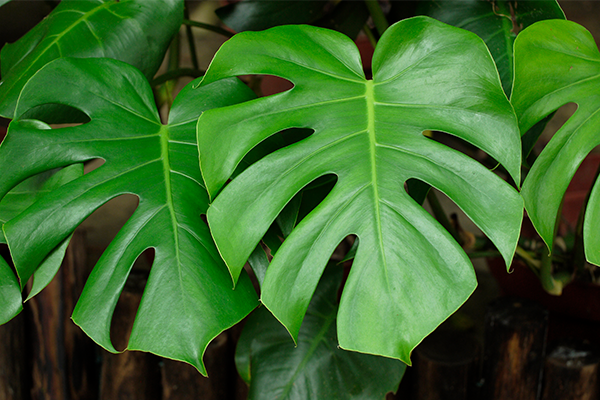 Monstera Deliciosa