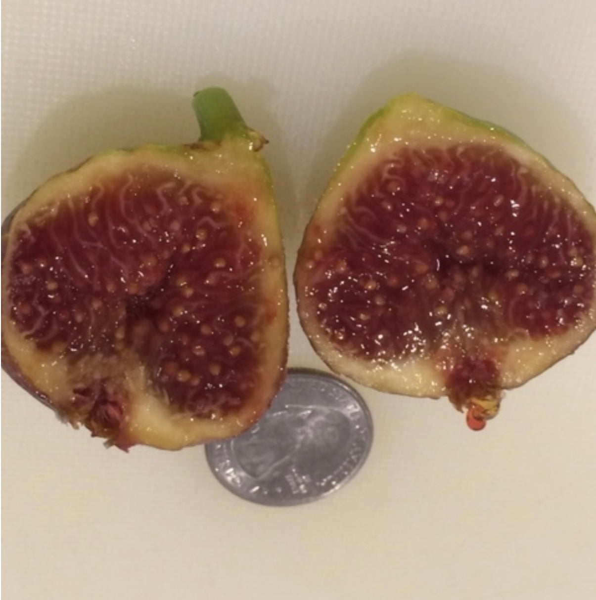 Fig, Stroz