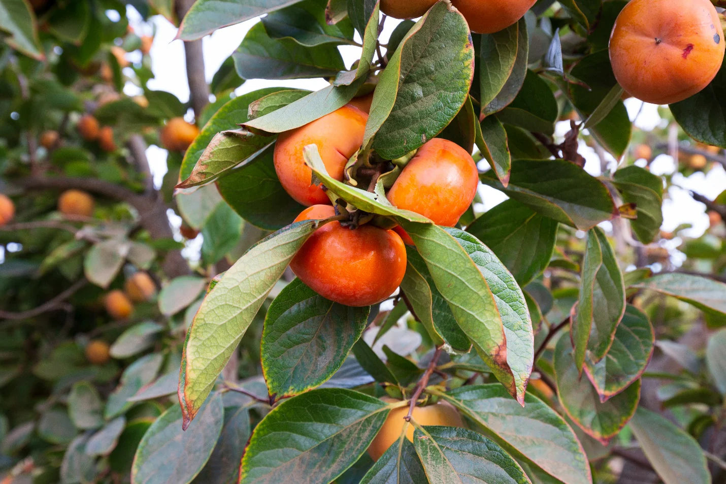 Persimmon, Fuyu Jiro (bareroot) PICKUP ONLY after January 15