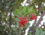 Toyon, 'Heteromeles arbutifolia'