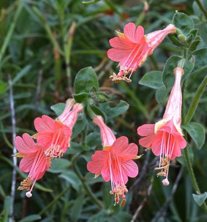 Epilobium Canum, ‘Marin Pink’