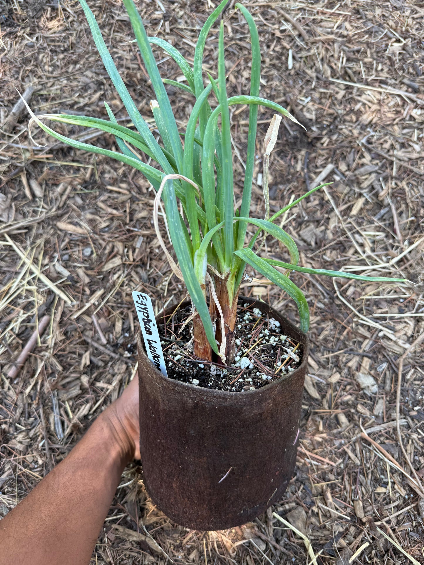 Egyptian Walking Onion