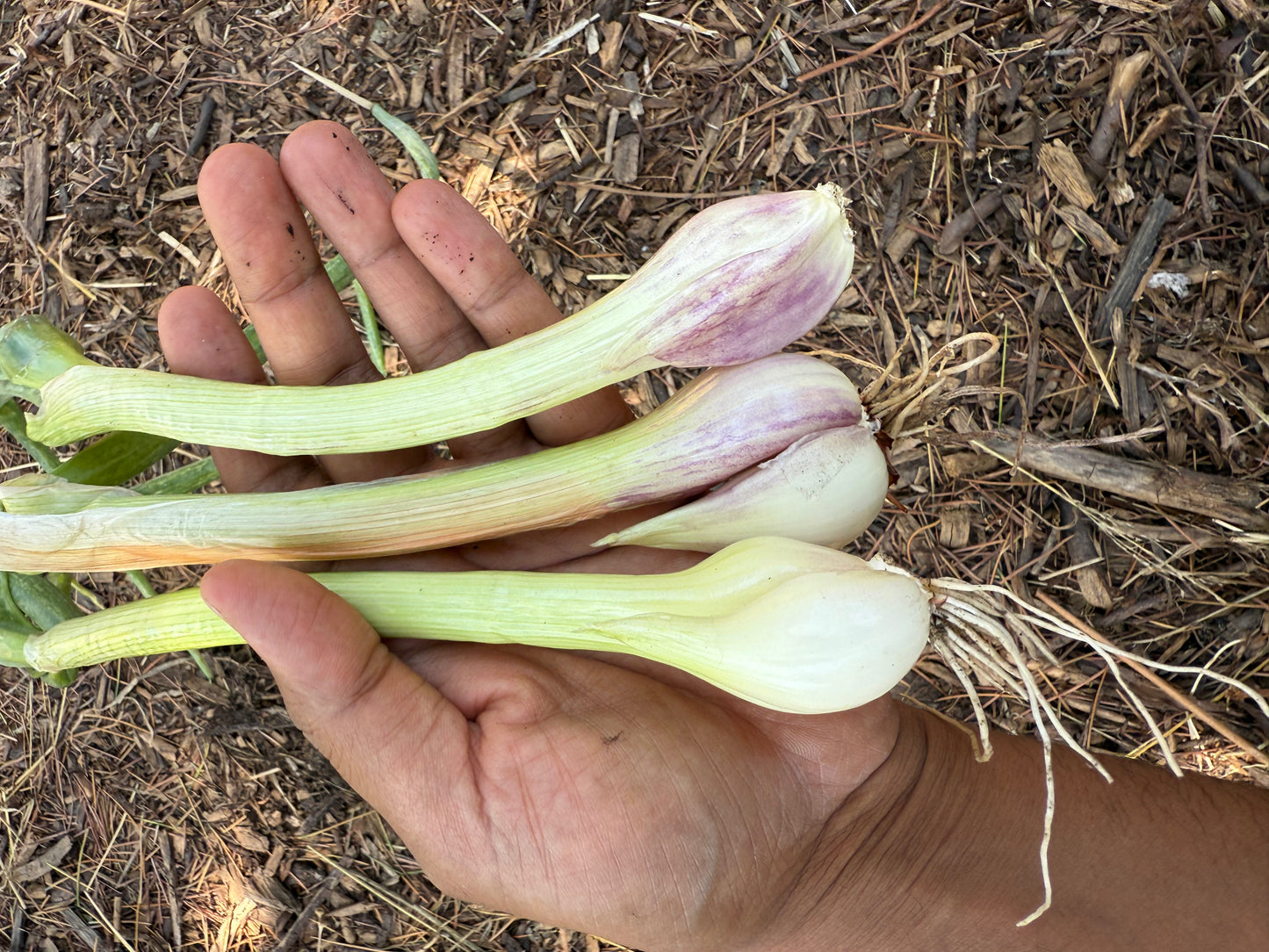 Egyptian Walking Onion