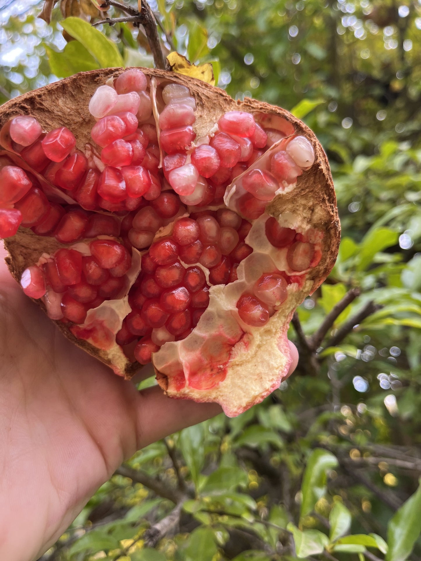 Pomegranate, Phoenicia