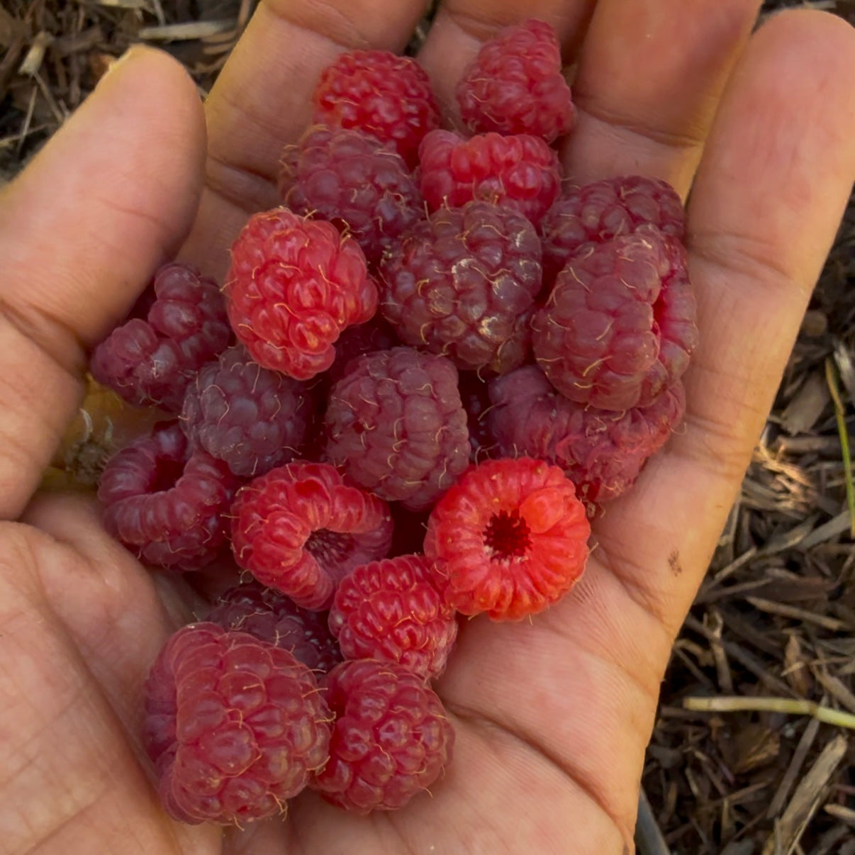 Bareroot Raspberry, Joan J Red - PREORDER for May 6 fulfillment