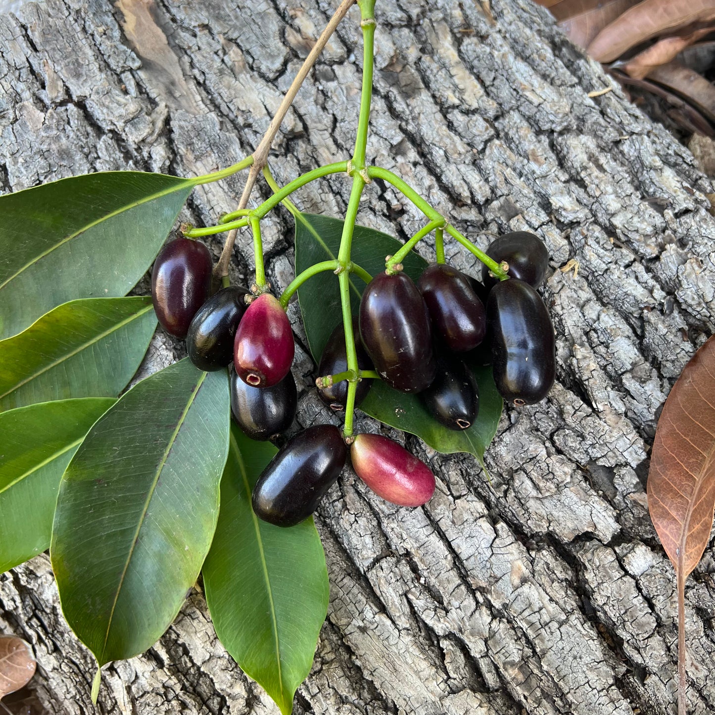 Jamun Tree (seedling of Krishnarani)