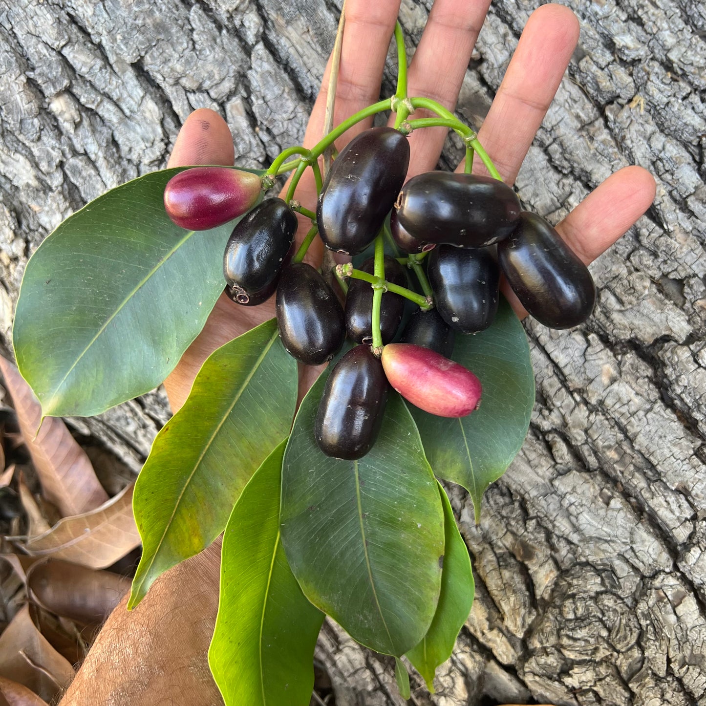 Jamun Tree (seedling of Krishnarani)