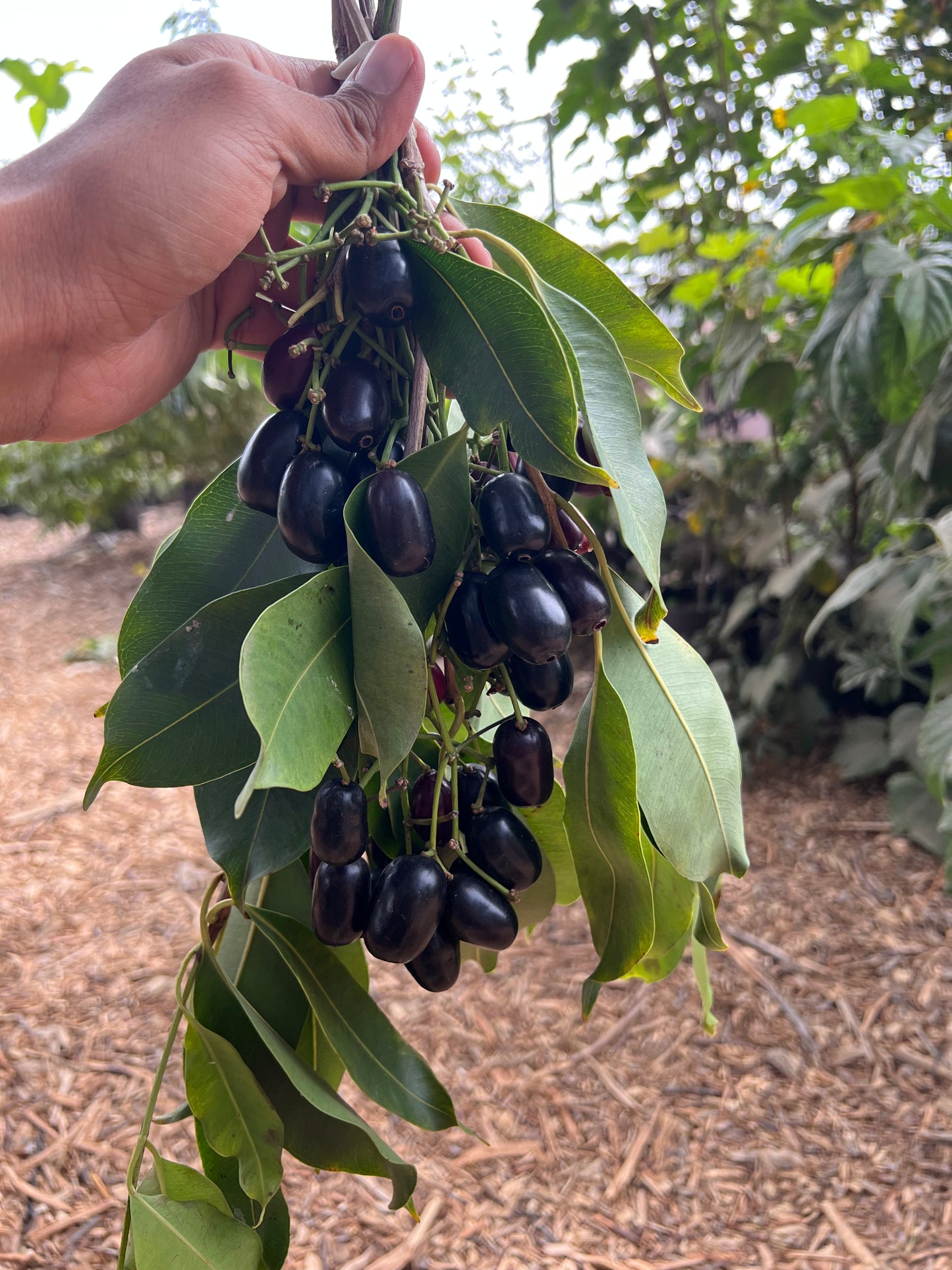 Jamun Tree (seedling of Krishnarani)