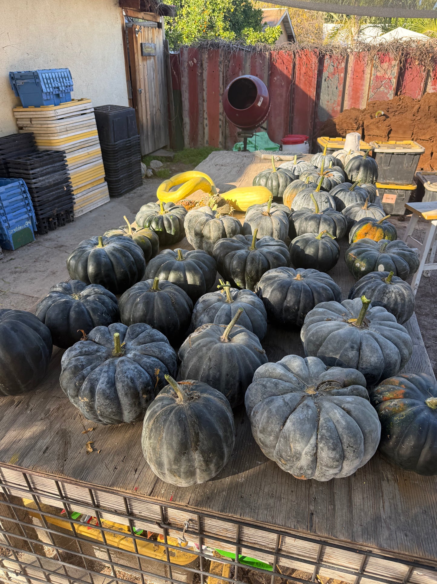 LA Wonder Winter Squash Seeds