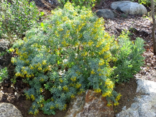 Bladderpod, 'Peritoma Arborea'