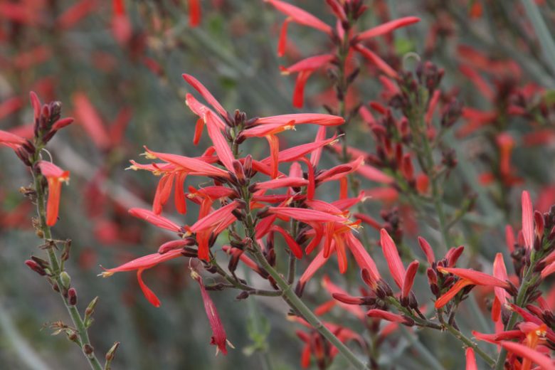 Chuparosa, Justicia californica