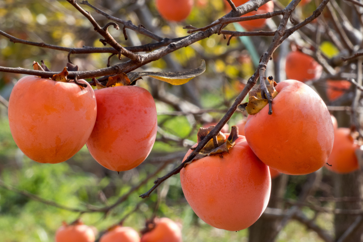 Persimmon, Hachiya