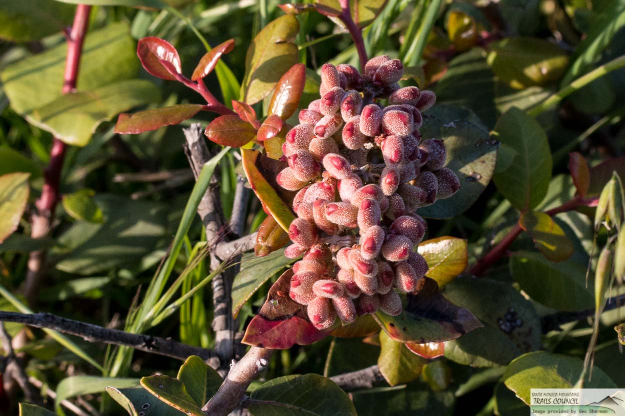 Lemonade Berry, 'Rhus integrifolia'