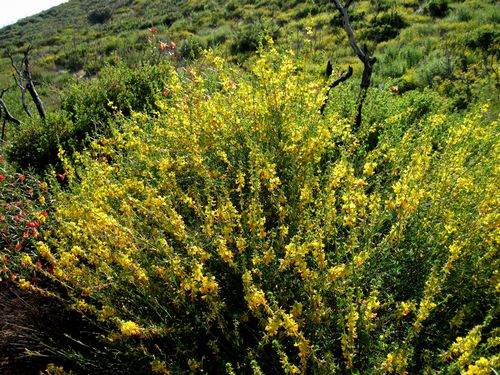 Deer Weed, Asmispon glaber
