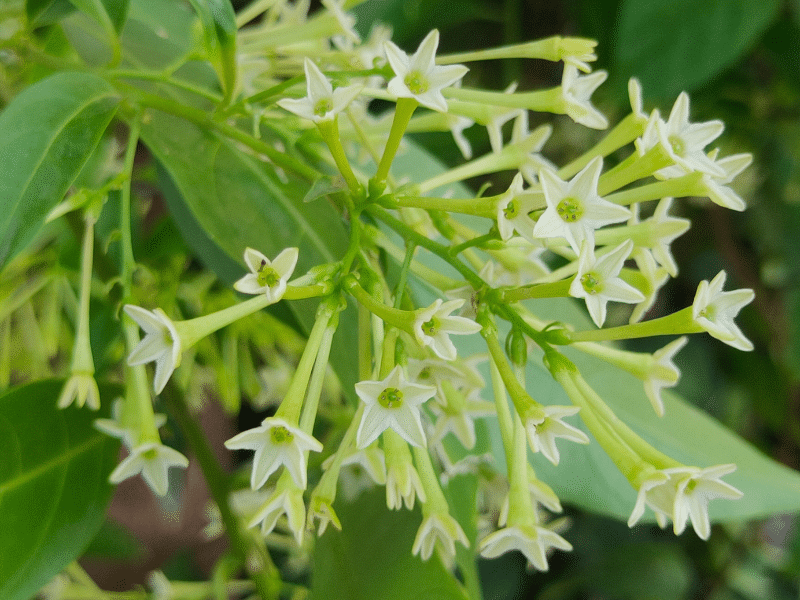 Night Jasmine, Raat ki Rani