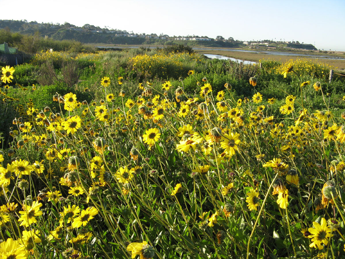 Bush Sunflower, Encelia californica