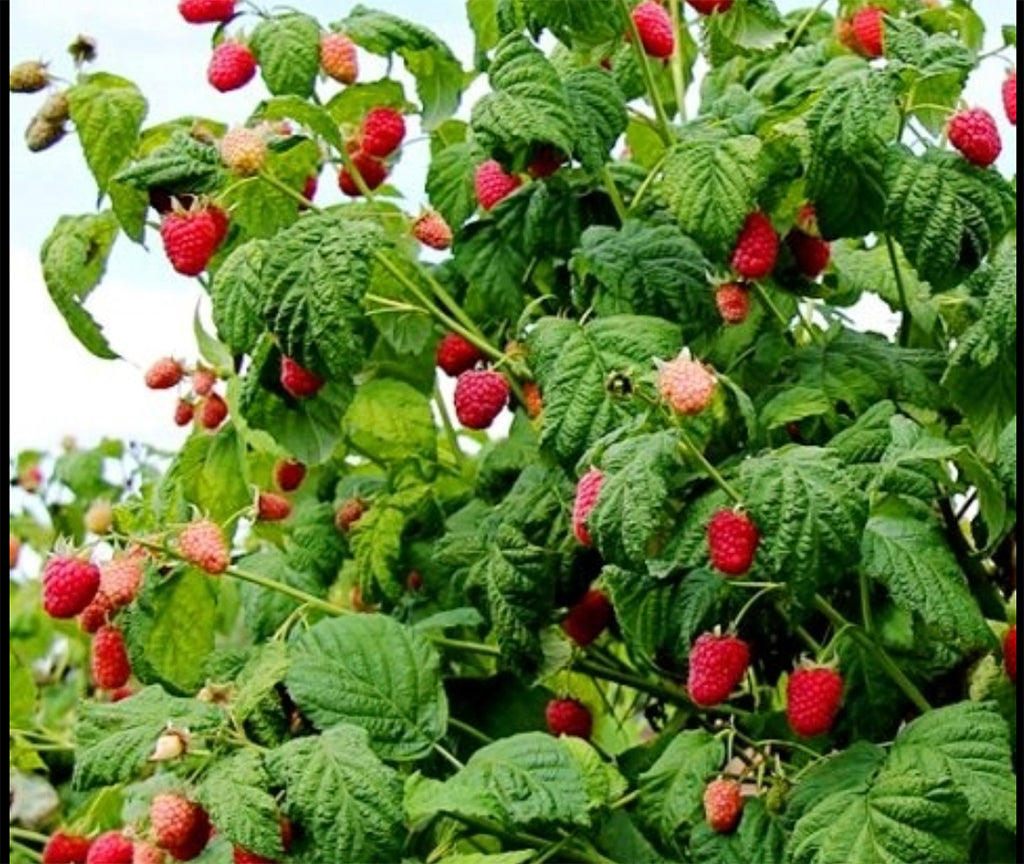 Bareroot Raspberry, Joan J Red - PREORDER for May 6 fulfillment