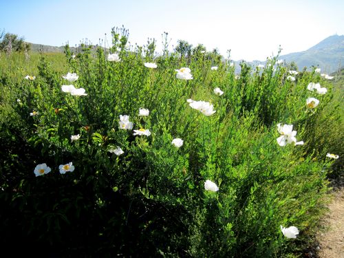 Coulter's Matilija Poppy, 'Romneya Coulteri'