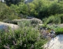 Black Sage, 'Salvia mellifera'