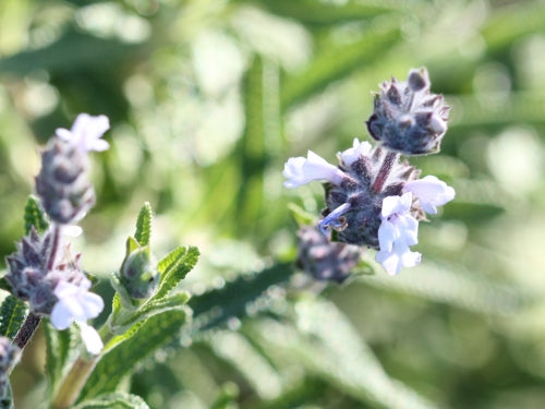 Black Sage, 'Salvia mellifera'