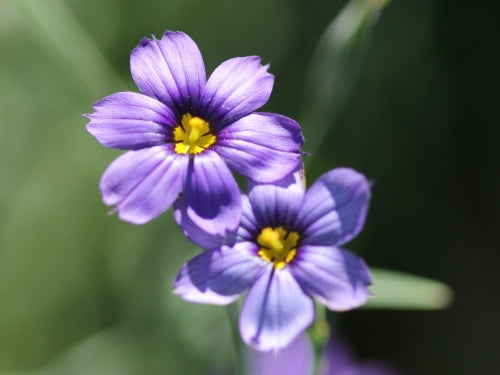 Blue Eyed Grass, 'Sisyrinchum bellum'