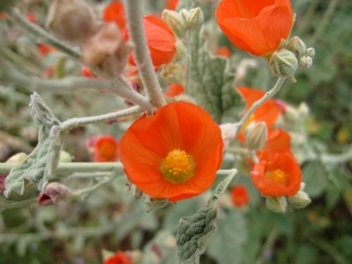 Desert Globemallow, Sphaeralcea ambigua