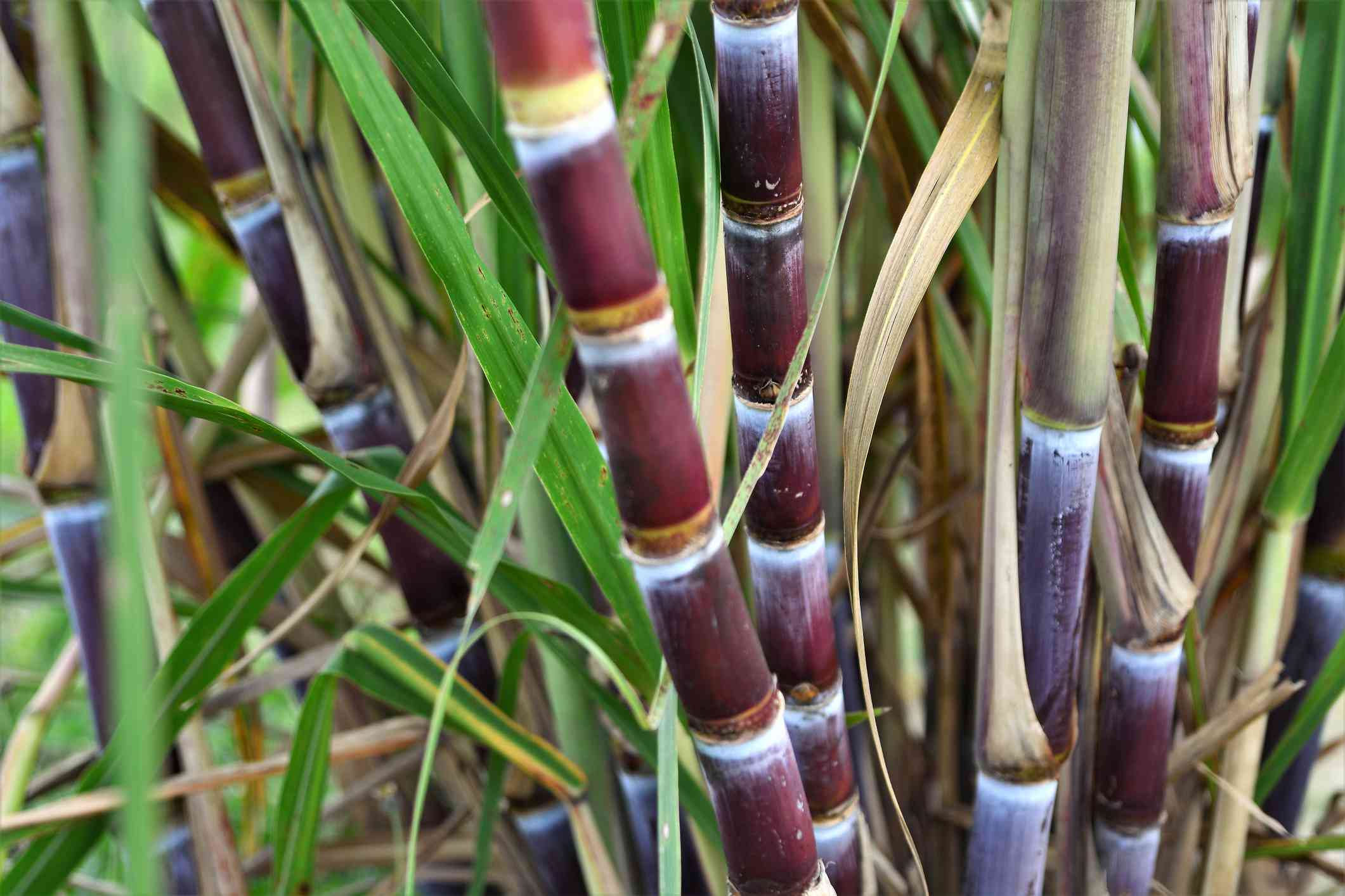 Sugarcane, Florida Red
