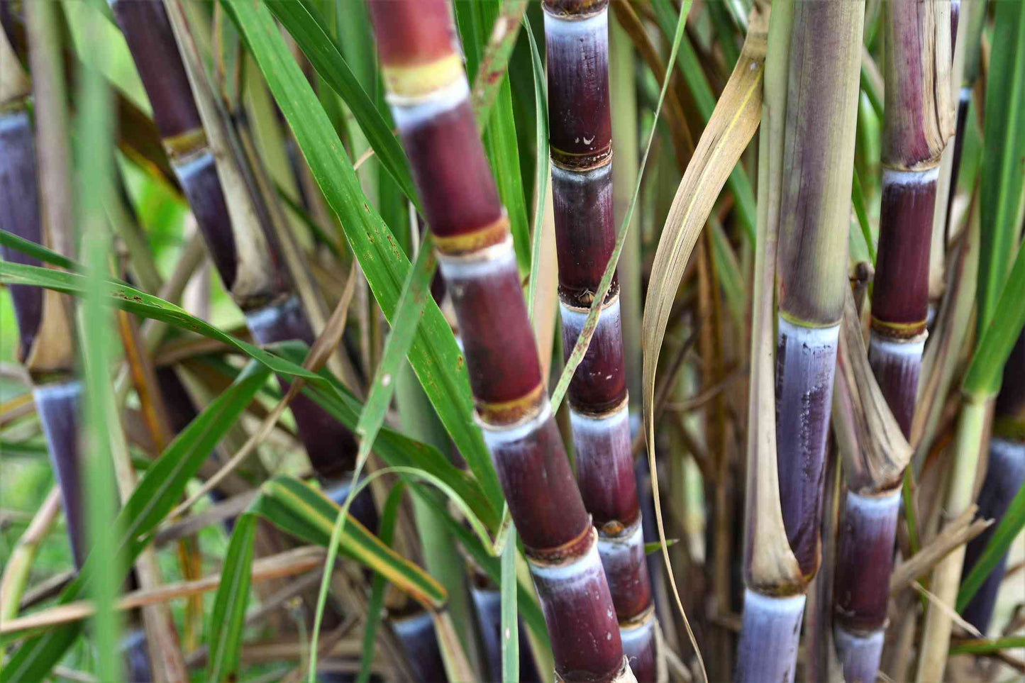 Sugarcane, Florida Red