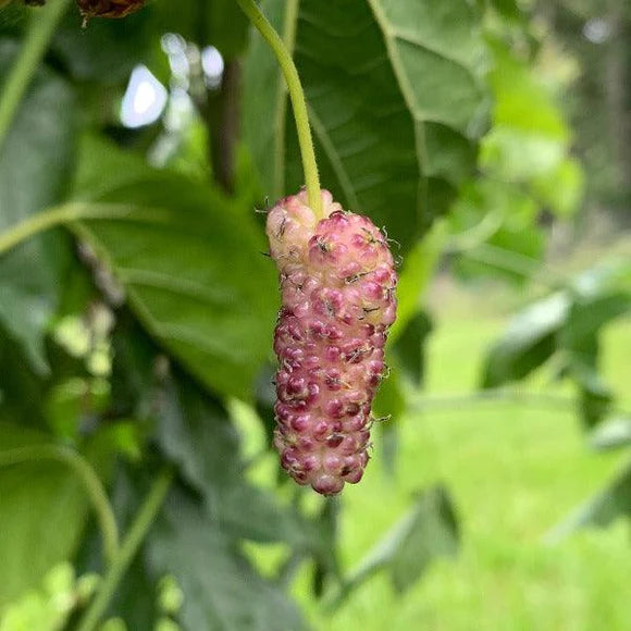 Mulberry, Tehama